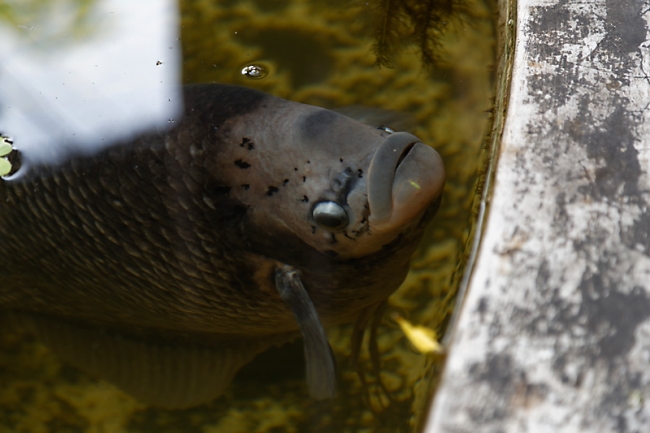 Muang Boran-2013-264